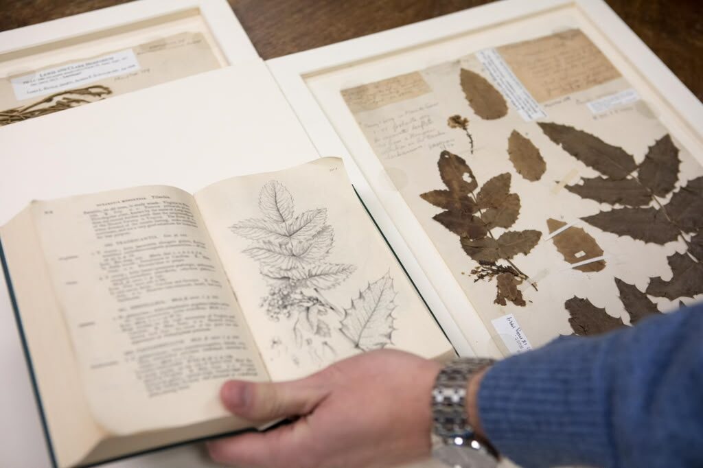 A hand holding open an old botany book beside pressed herbarium sheets.