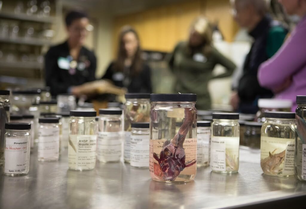 Rows of labeled glass specimen jars on a lab bench in the Academy’s collections.